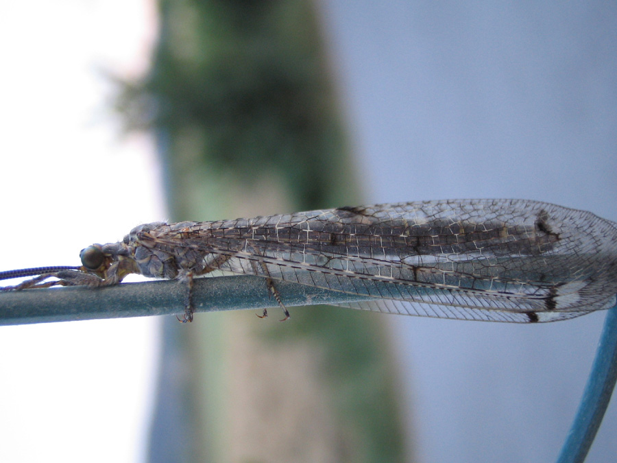 Distoleon tetragrammicus e Libellula depressa